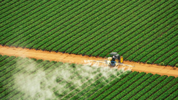 Best Pest Prevention Services  in Mabscott, WV