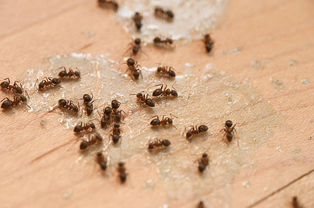 Best Residential Pest Control  in Mabscott, WV