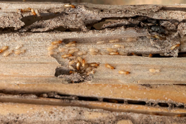 Best Termite Control Services  in Mabscott, WV
