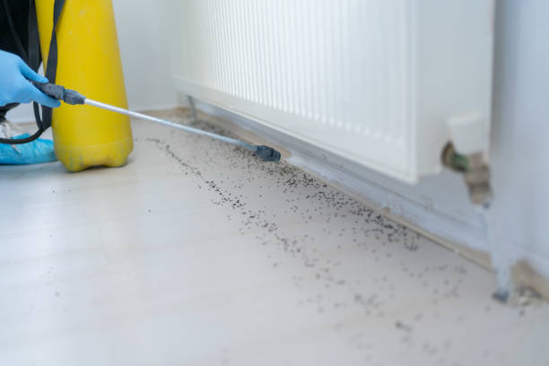 Best Wildlife Control Services  in Mabscott, WV